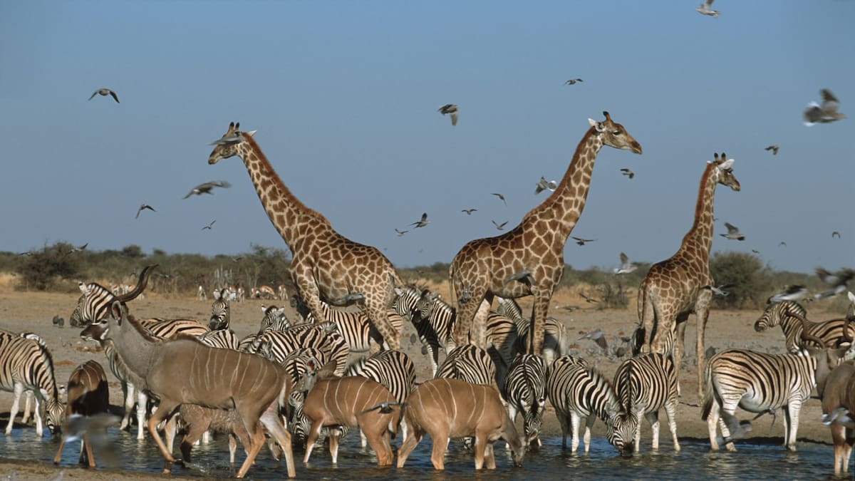 ¿Qué es la sexta extinción masiva y por qué debería preocuparnos?