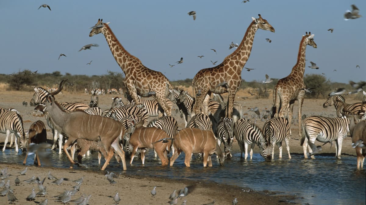 ¿Qué es la sexta extinción masiva y por qué debería preocuparnos?