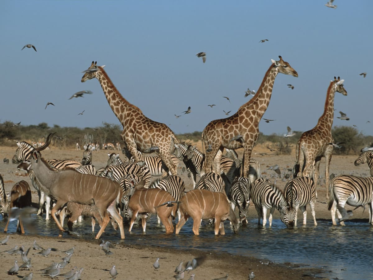 ¿Qué es la sexta extinción masiva y por qué debería preocuparnos?