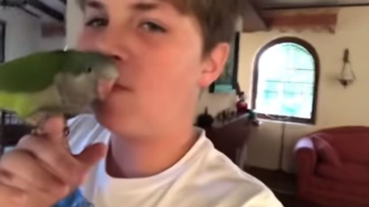 El dueño de Chimuelo presentó a su nueva mascota