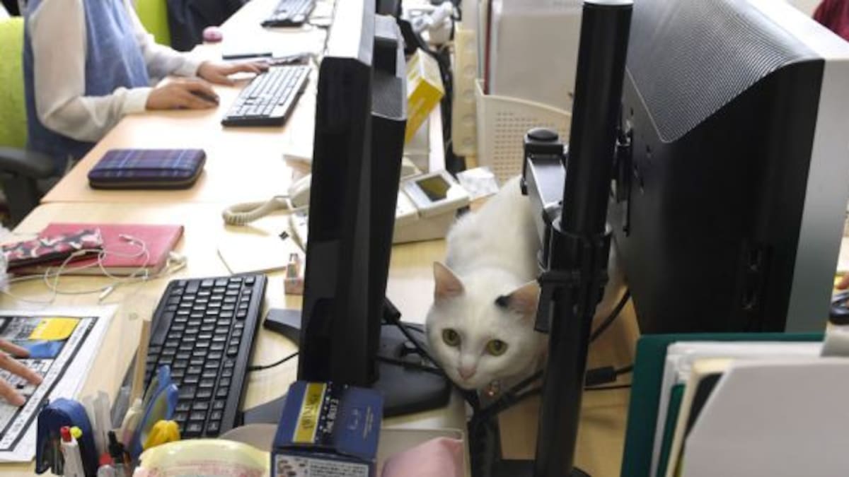Para liberar el estrés, una empresa te permite ir a trabajar con tu gato