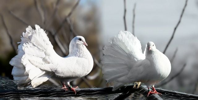 En el experimento una de las palomas se hizo dependiente