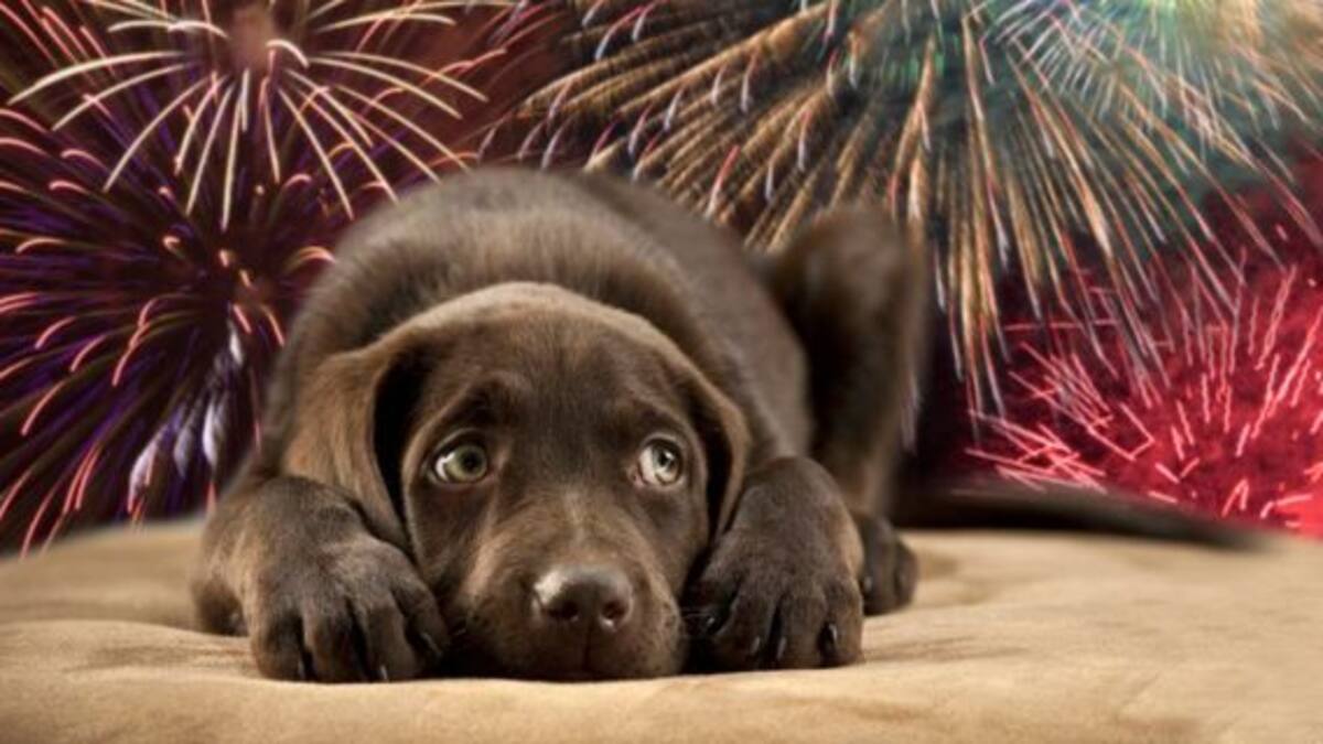 Nat Geo lanzará un programa especial para calmar a tus mascotas en Navidad y Año Nuevo