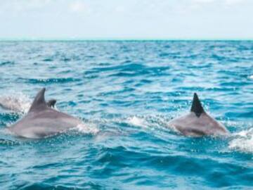 Cientos de delfines son captados jugando en las costas de Oaxaca