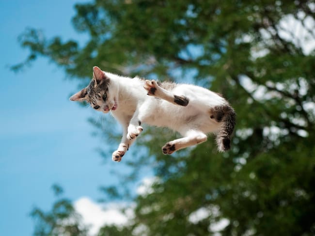 En el aire, los gatos giran a gran velocidad.