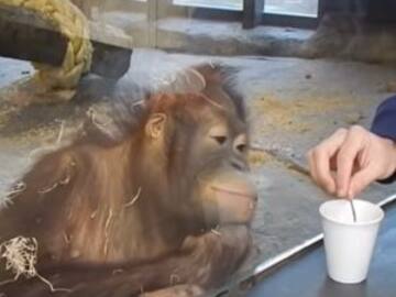 El orangután que se carcajea con la magia
