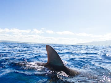 Un tiburón atemoriza a los bañistas en la playa de Orihuela