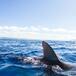 Un tiburón atemoriza a los bañistas en la playa de Orihuela