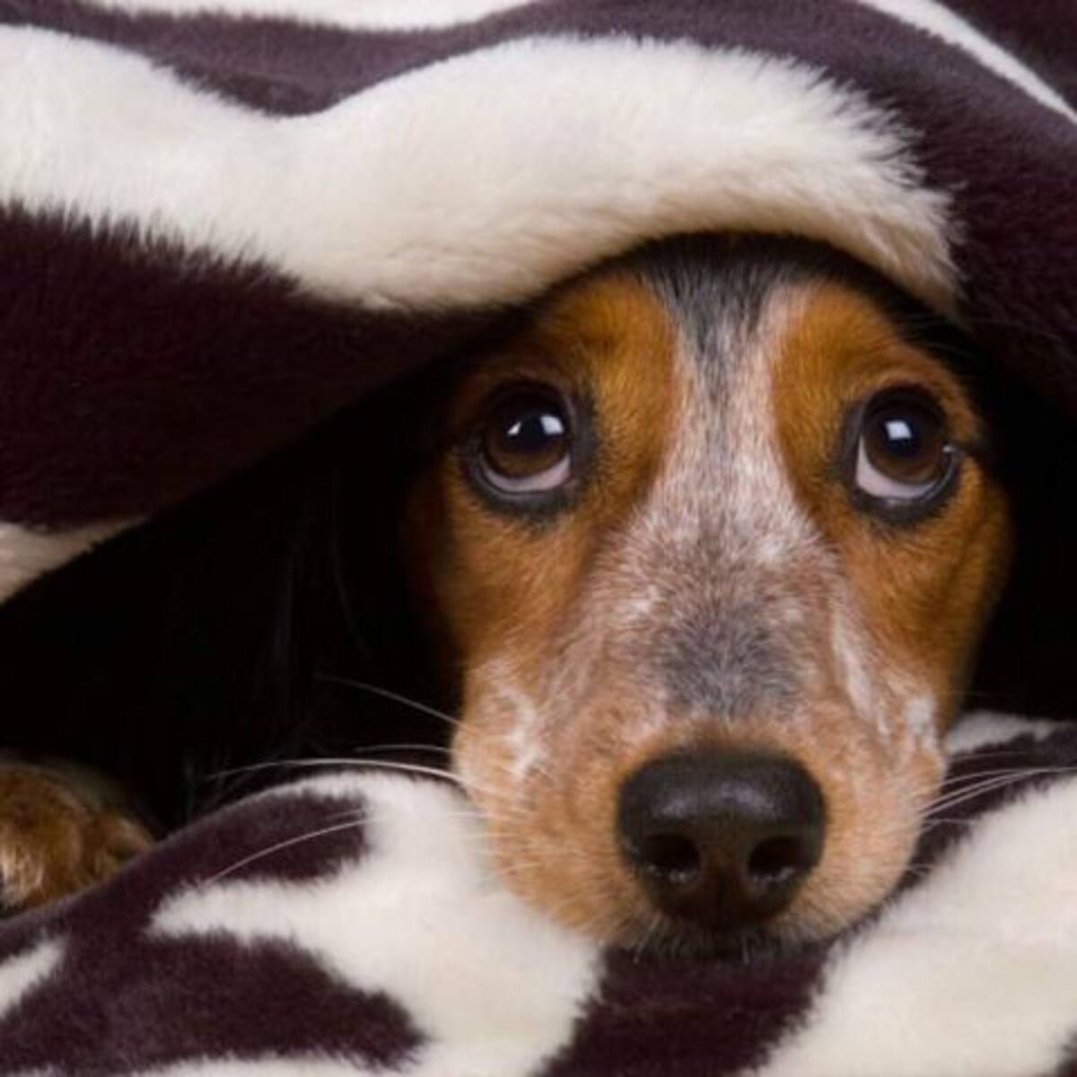 Este truco ayudará a que tu perro no se asuste con los juegos artificiales