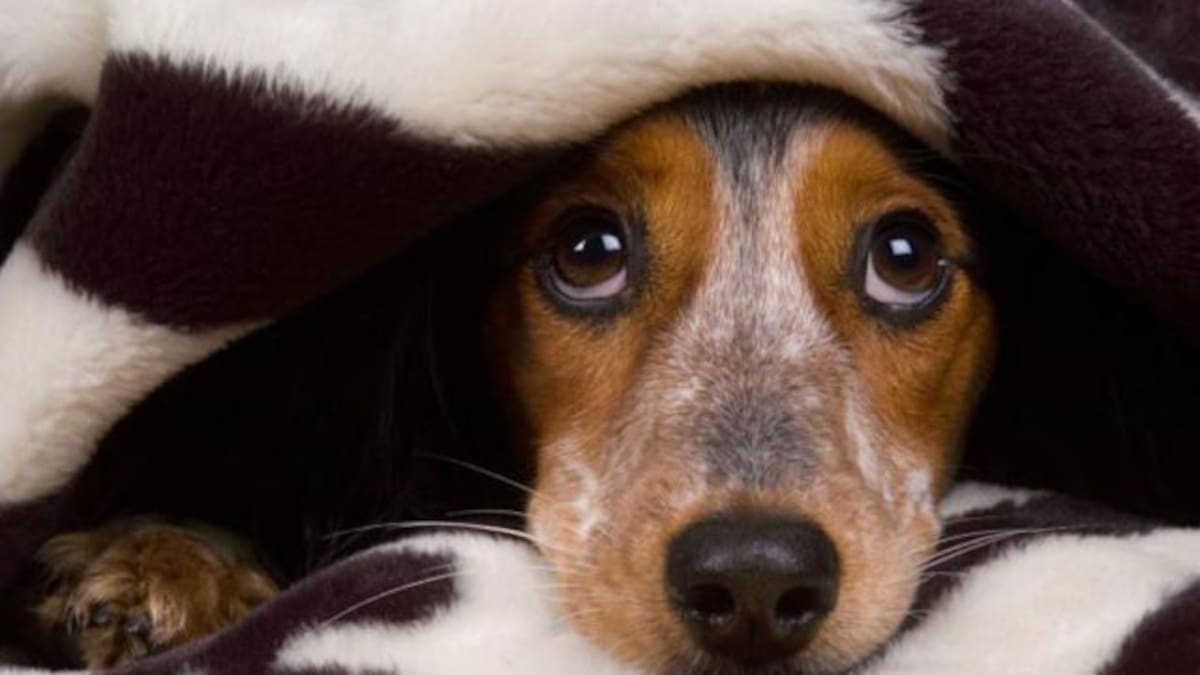 Este truco ayudará a que tu perro no se asuste con los juegos artificiales