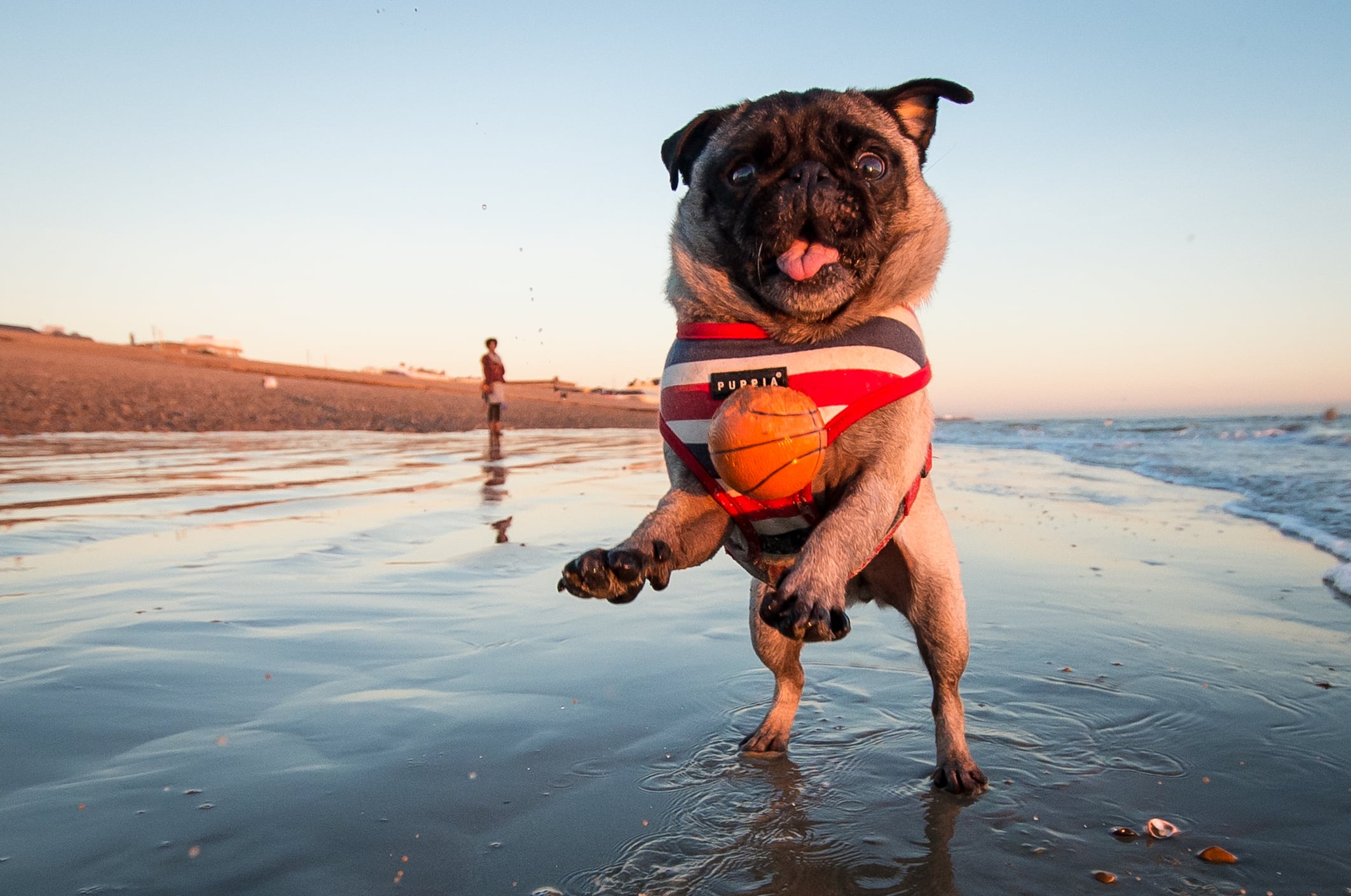 Un perro jugando con una pelota en la playa.