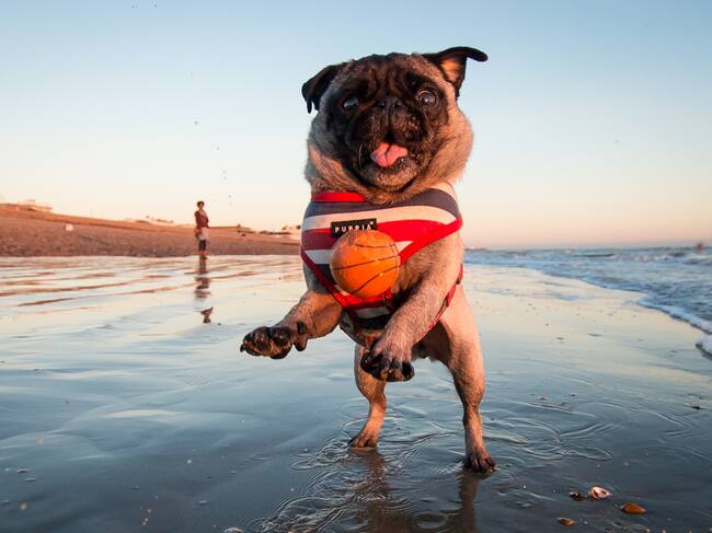 Un perro jugando con una pelota en la playa.