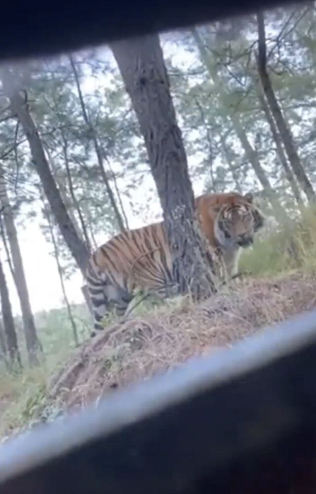 No es la primera vez que el tigre de bengala escapa