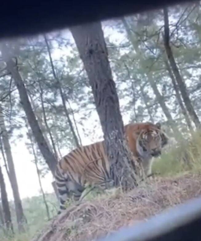 No es la primera vez que el tigre de bengala escapa