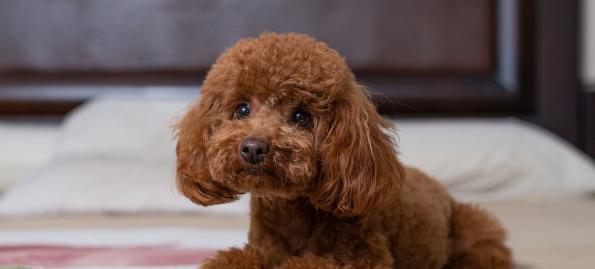 Caniche, una de las razas de perro más inteligentes