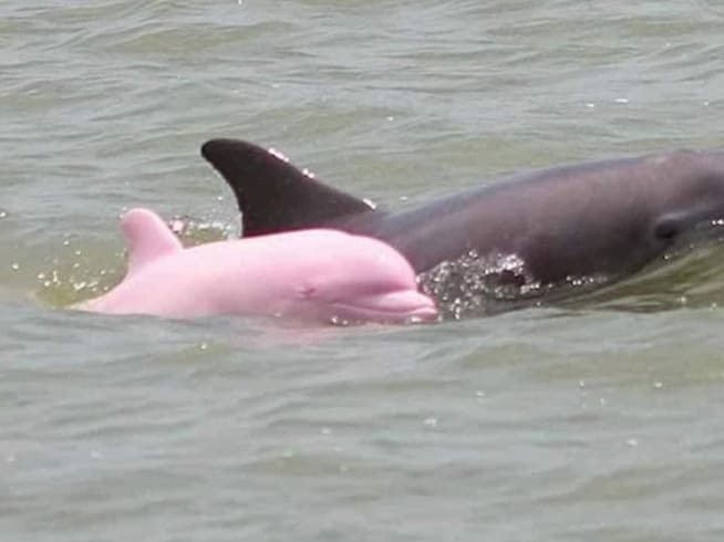 El Delfín rosa estaba en compañía de su manada