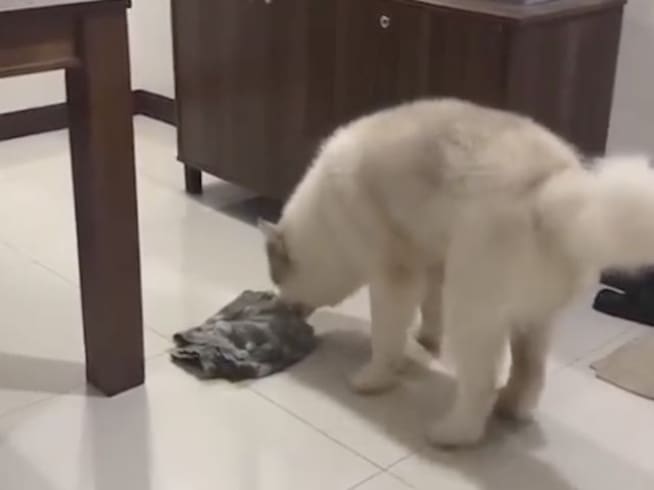 Perrito se hace pipí en la sala y limpia con un trapo