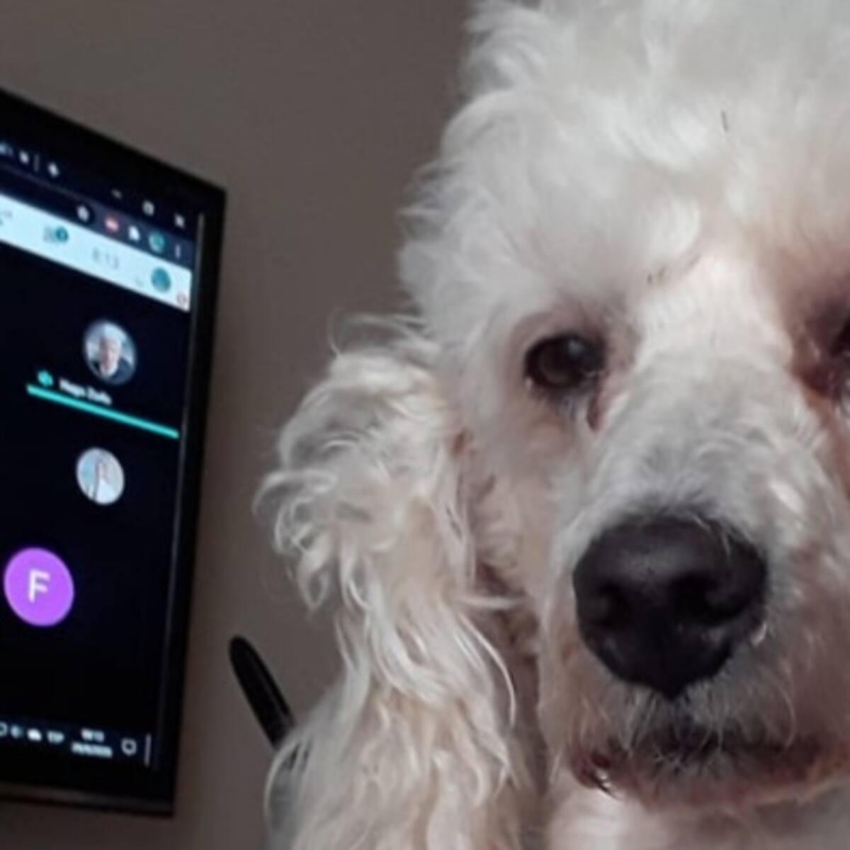Perrito con cara de desvelado se hace viral; esperaba que dueña acabara la tarea
