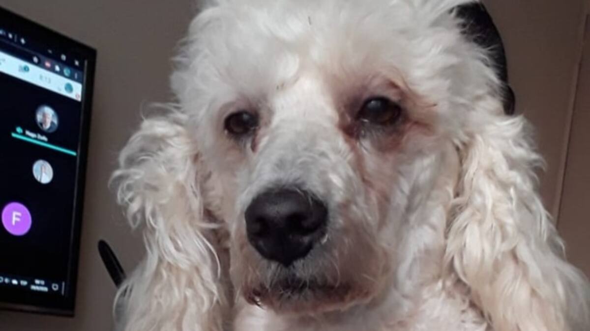 Perrito con cara de desvelado se hace viral; esperaba que dueña acabara la tarea