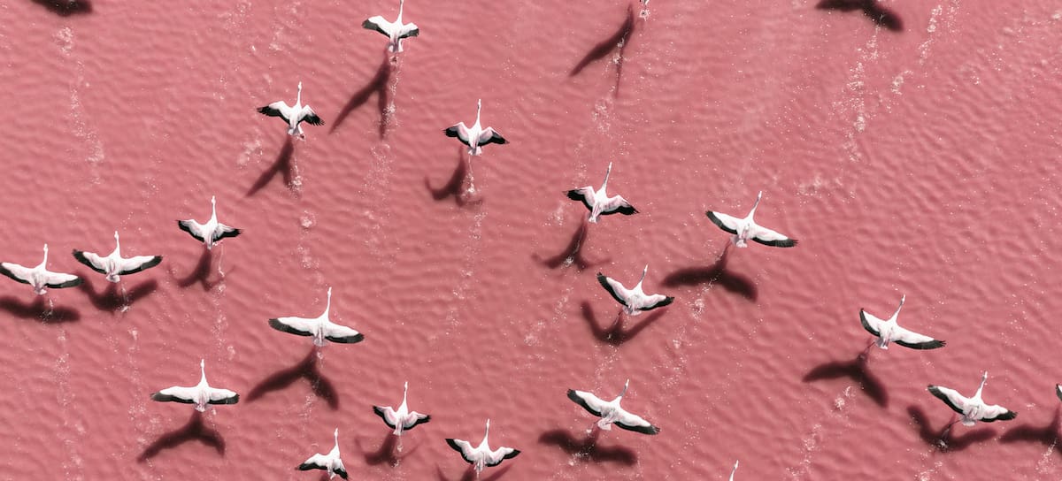 Proteger la vida silvestre es tarea de todos,