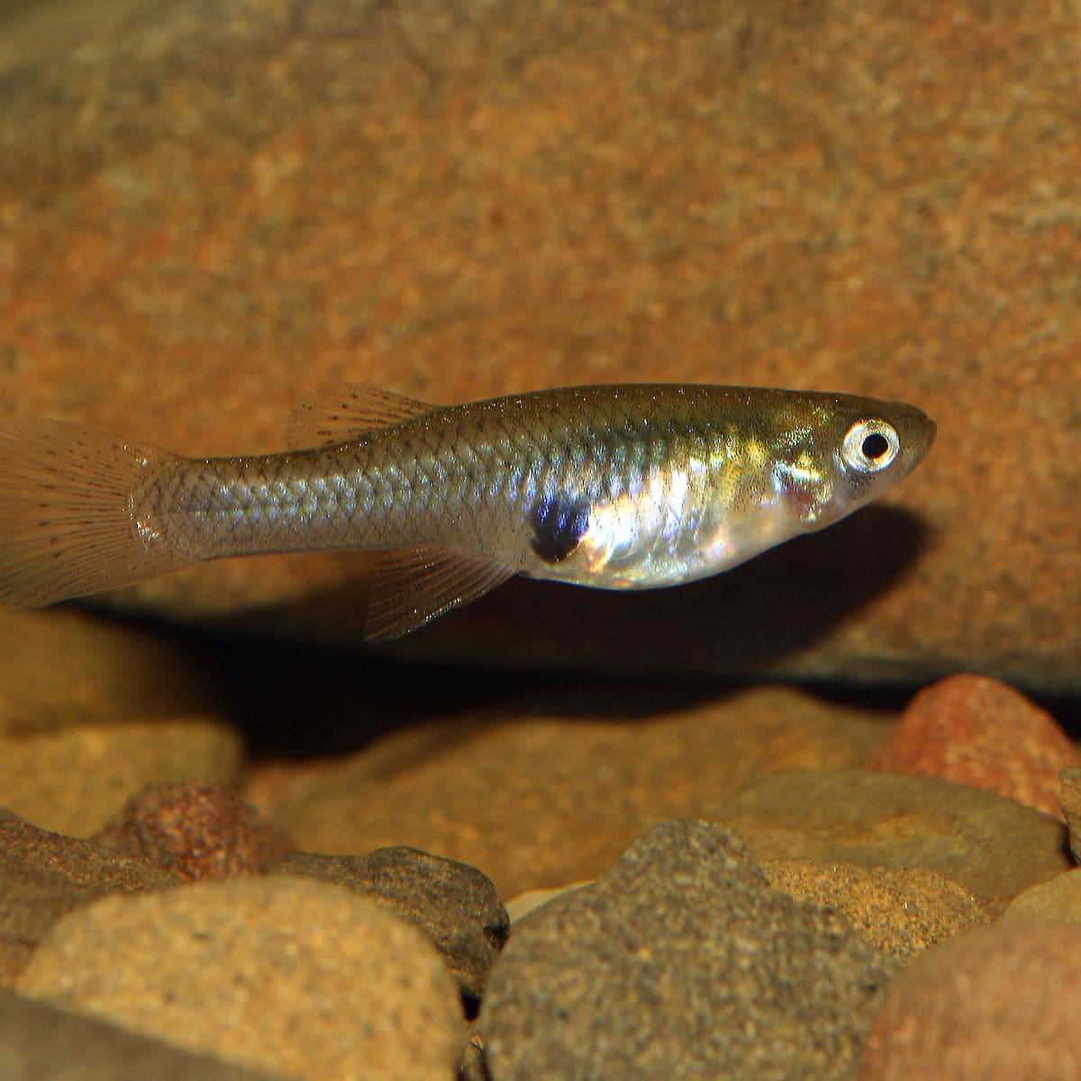 Estas son las especies de peces que están invadiendo los países del Mediterráneo