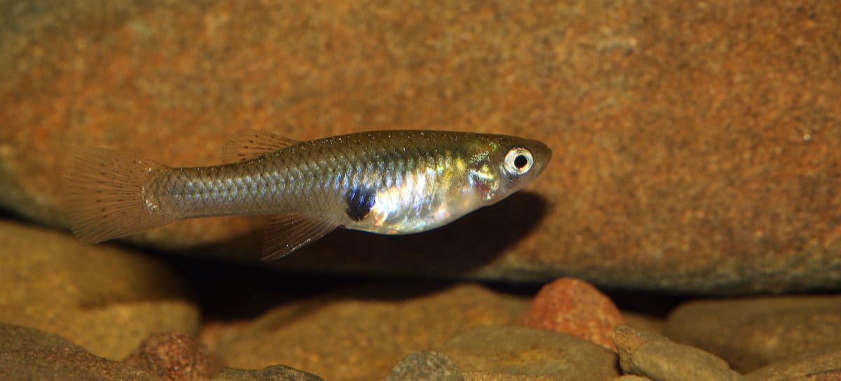 Las gambusia es la especie más presente.