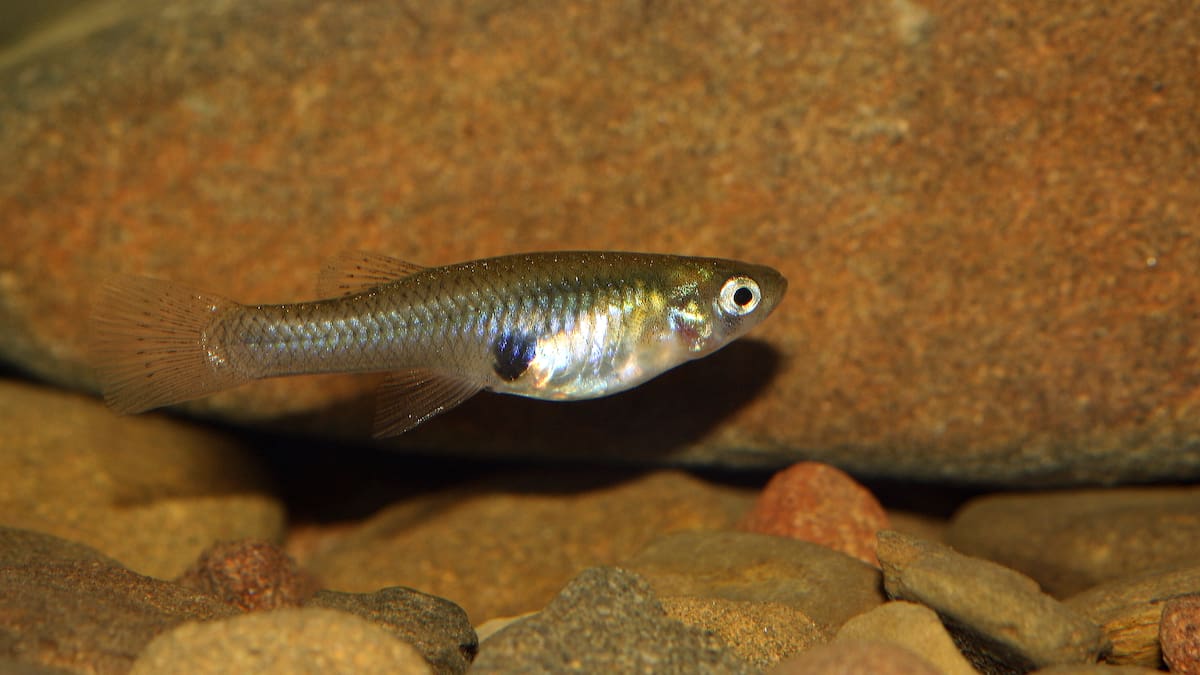 Estas son las especies de peces que están invadiendo los países del Mediterráneo