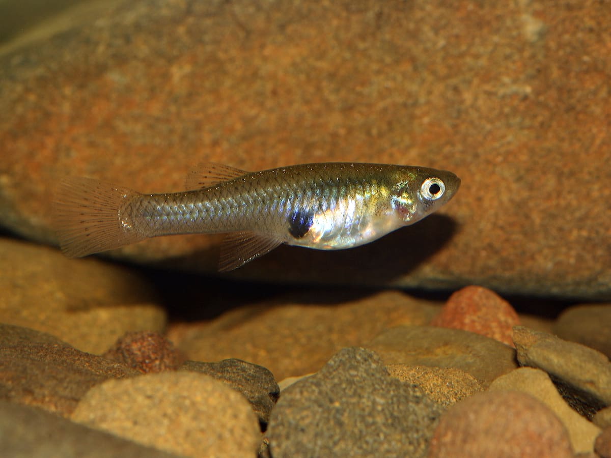 Estas son las especies de peces que están invadiendo los países del Mediterráneo