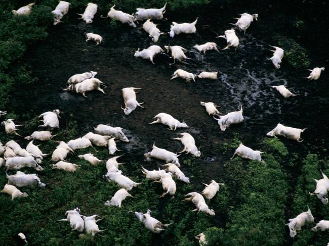 Imagen de la devastación que dejó a su paso la nube tóxica, en 1986.
