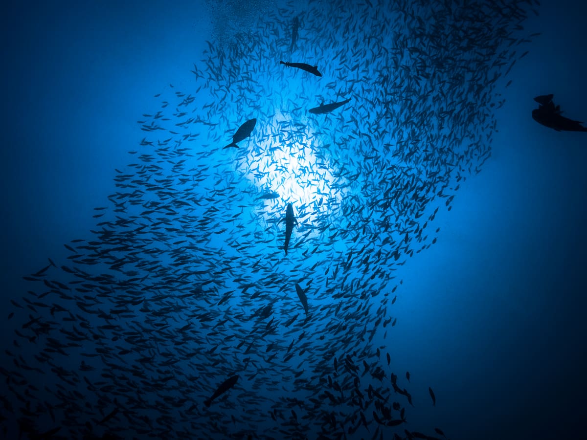 ¿Los peces sienten? Esto es lo que dice la ciencia