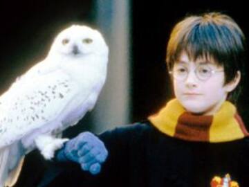 Harry Potter ¿responsable de extinción de animales?