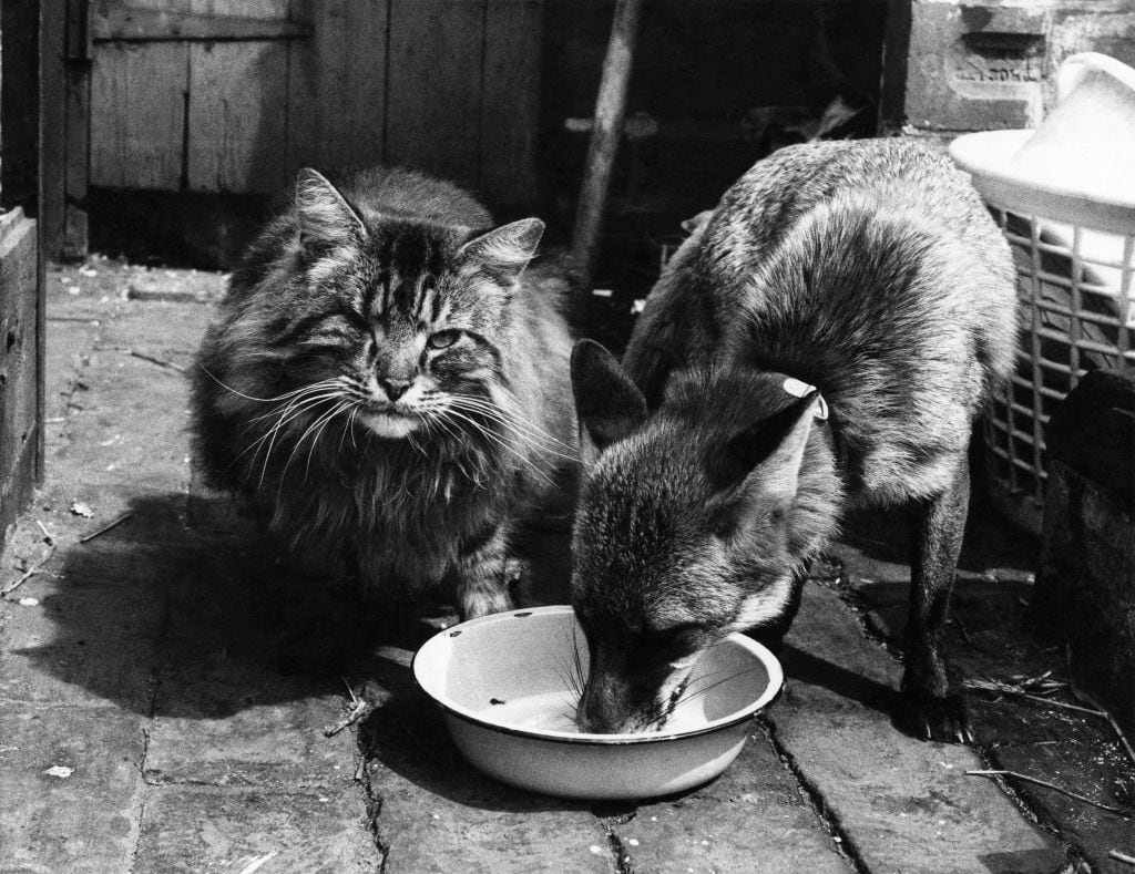 Un gato y un zorro, compartiendo casa.