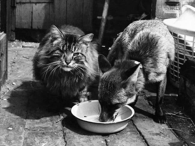 Un gato y un zorro, compartiendo casa.