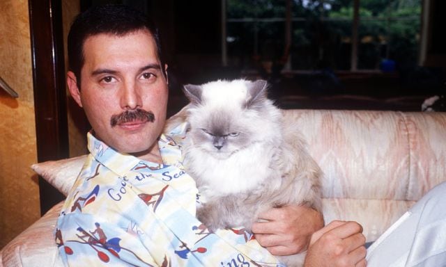 Freddie Mercury con su gato Tiffany en 1988 / GETTY IMAGES