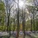 ¿Qué son los bosques complejos y qué nos aportan?