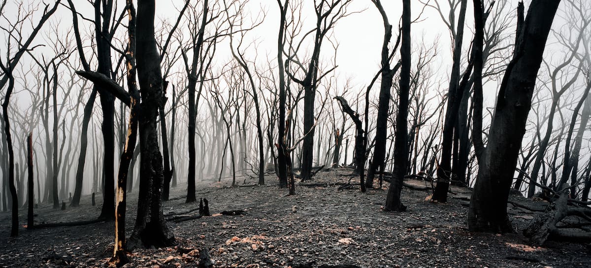 Un bosque arrasado tras el paso de un incendio.