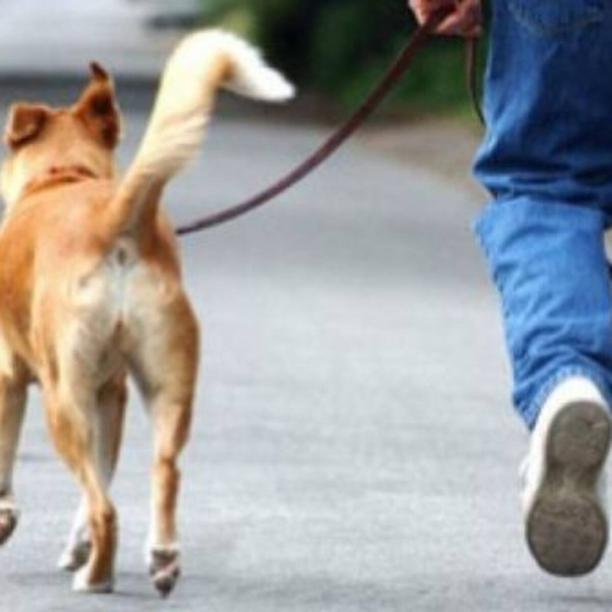 Este sería el perro “más feo” del mundo