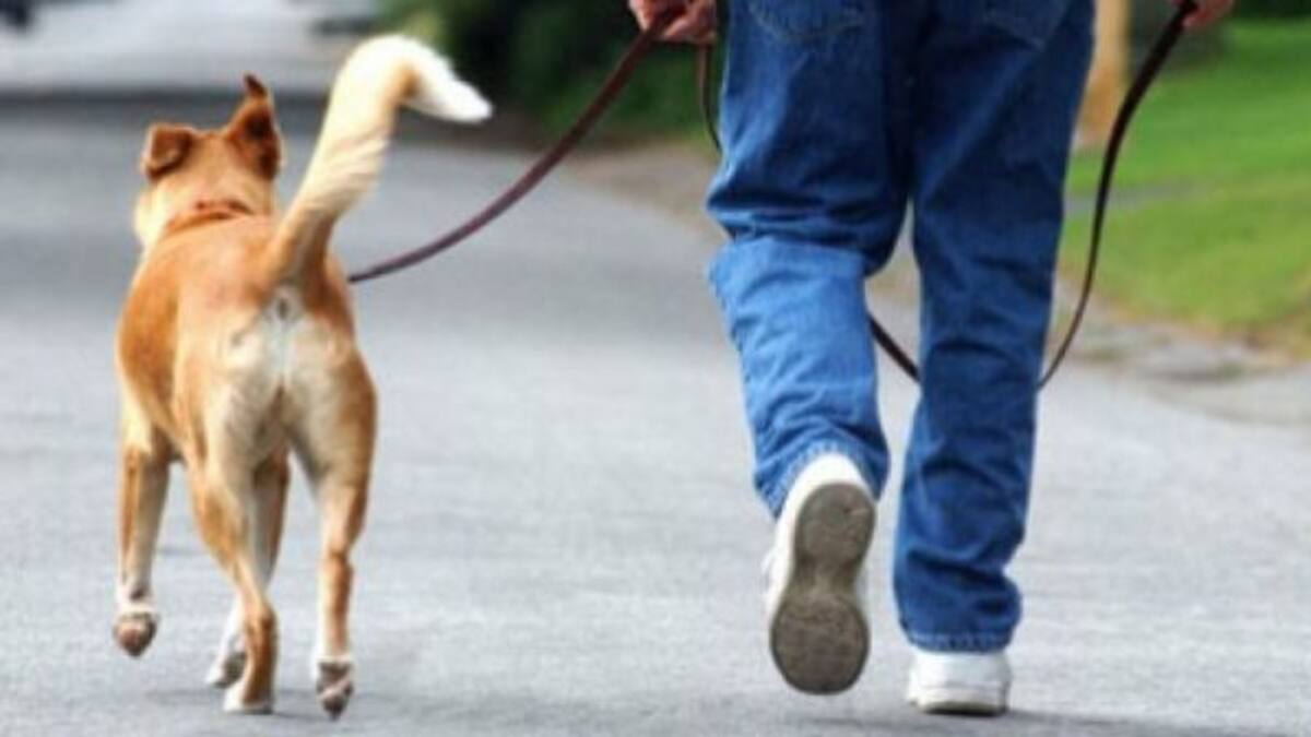 Este sería el perro “más feo” del mundo