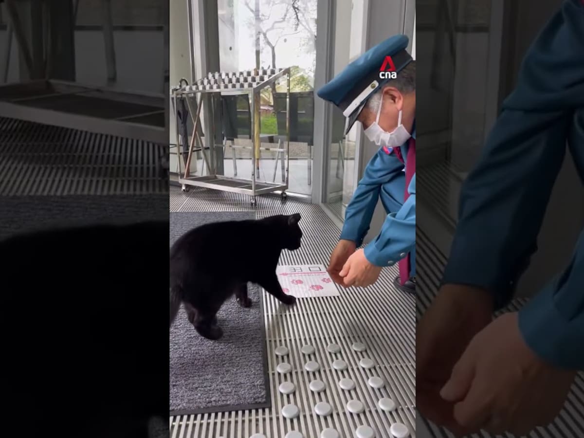 Muere Ken-Chan, el gato viral que durante siete años intentó colarse en un museo japonés