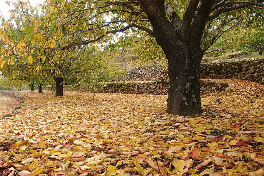 Foto: turismovalledeljerte.com
