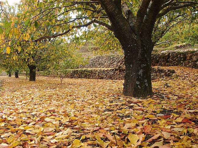 Foto: turismovalledeljerte.com