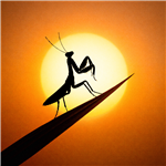 Mantis